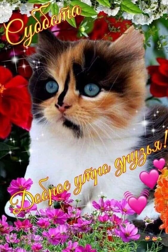Милый котенок в цветах с надписью «Доброе утро, друзья!». Красочное поздравительное изображение для создания позитивного настроения утром. Открытка Доброе утро субботы! Милое и яркое поздравительное изображение с пушистым трехцветным котенком (калико) на фоне пышных красных и розовых цветов. На картинке расположены красивые надписи на русском языке: «Свобода» сверху и «Доброе утро, друзья!» снизу. Изображение украшено декоративными эффектами в виде мерцающих звезд и розовых сердечек, создавая праздничное, теплое и позитивное настроение Милый котенок в цветах с надписью «Доброе утро, друзья!». Красочное поздравительное изображение для создания позитивного настроения утром. Открытка Доброе утро субботы! Милое и яркое поздравительное изображение с пушистым трехцветным котенком (калико) на фоне пышных красных и розовых цветов. На картинке расположены красивые надписи на русском языке: «Свобода» сверху и «Доброе утро, друзья!» снизу. Изображение украшено декоративными эффектами в виде мерцающих звезд и розовых сердечек, создавая праздничное, теплое и позитивное настроение