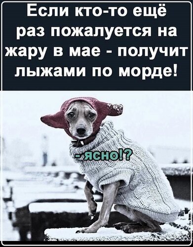 Смешной мем про жару в мае: собака в свитере грозит «лыжами по морде» тем, кто жалуется на погоду. Ироничная картинка для соцсетей. Открытка Если кто-то еще раз пожалуется на жару в мае - получит лыжами по морде! ясно!? Смешной мем с изображением собаки в теплом свитере и шапке на фоне снега. Текст на картинке гласит: 