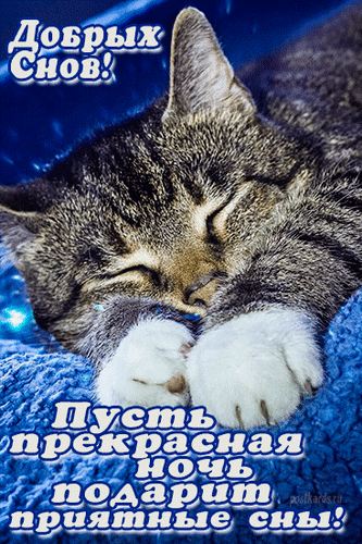Открытка «Добрых снов!»: спящий котенок на синем пледе. Пожелание приятных снов для близких. Милая и уютная картинка для спокойной ночи. Анимированная открытка Добрых снов Милая открытка с изображением спящего котенка на мягком синем пледе. На картинке размещен поздравительный текст: «Добрых снов! Пусть прекрасная ночь подарит приятные сны!». Идеально подходит для отправки в мессенджерах и соцсетях, чтобы пожелать спокойной ночи близким, друзьям или любимым Открытка «Добрых снов!»: спящий котенок на синем пледе. Пожелание приятных снов для близких. Милая и уютная картинка для спокойной ночи. Анимированная открытка Добрых снов Милая открытка с изображением спящего котенка на мягком синем пледе. На картинке размещен поздравительный текст: «Добрых снов! Пусть прекрасная ночь подарит приятные сны!». Идеально подходит для отправки в мессенджерах и соцсетях, чтобы пожелать спокойной ночи близким, друзьям или любимым
