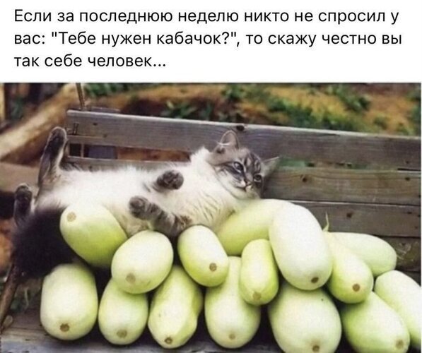 Мем с котом на кабачках и ироничной надписью о том, что если вам не предлагали кабачки на этой неделе, то вы так себе человек. Открытка Тебе нужен кабачок Смешной мем с котом, лежащим на куче кабачков. На картинке расположен текст на русском языке: 