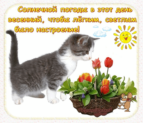 Милый котенок и тюльпаны на весенней открытке. Пожелание солнечной погоды и светлого настроения. Идеально для доброго сообщения друзьям и близким. Анимированная открытка Солнечной погоды... Милая и жизнерадостная открытка для поднятия настроения. На светлом фоне изображен пушистый серый котенок с белыми лапками, который с любопытством рассматривает букет ярких красных тюльпанов в плетеной корзинке. Картинку дополняют элементы весеннего настроения: улыбающееся желтое солнышко, пушистые облака и вдохновляющая надпись на русском языке: Солнечной погоды в этот день весенний, чтобы легким, светлым было настроение! Милый котенок и тюльпаны на весенней открытке. Пожелание солнечной погоды и светлого настроения. Идеально для доброго сообщения друзьям и близким. Анимированная открытка Солнечной погоды... Милая и жизнерадостная открытка для поднятия настроения. На светлом фоне изображен пушистый серый котенок с белыми лапками, который с любопытством рассматривает букет ярких красных тюльпанов в плетеной корзинке. Картинку дополняют элементы весеннего настроения: улыбающееся желтое солнышко, пушистые облака и вдохновляющая надпись на русском языке: Солнечной погоды в этот день весенний, чтобы легким, светлым было настроение!