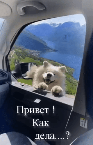Милая белая собака выглядывает из окна машины на фоне гор и озера с надписью «Привет! Как дела....?» — позитивный мем для соцсетей. Анимированная открытка Привет! Как дела...? Милое и забавное фото пушистой белой собаки (самоеда), которая выглядывает из окна автомобиля на фоне захватывающего горного пейзажа с синим озером. На изображении наложен текст на русском языке: «Привет! Как дела....?», что создает дружелюбное и позитивное настроение