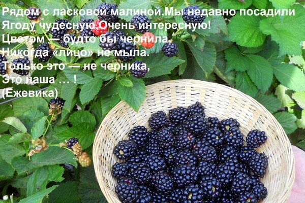 Спелая черная ежевика в плетеной корзине на фоне зеленых листьев. Свежесобранный урожай ежевики в саду. Открытка Рядом с ласковой малиной Мы недавно посадили Ягоду чудесную, Очень интересную! Цветом — будто бы чер На фотографии крупным планом изображена корзина с сочной, спелой ежевикой. В корзине собрано много крупных ягод глубокого черного цвета, которые выглядят очень аппетитно. На заднем плане видны зеленые листья ежевичного куста и ягоды, еще растущие на ветке. Изображение передает атмосферу сбора урожая в саду, подчеркивая свежесть и натуральность продукта