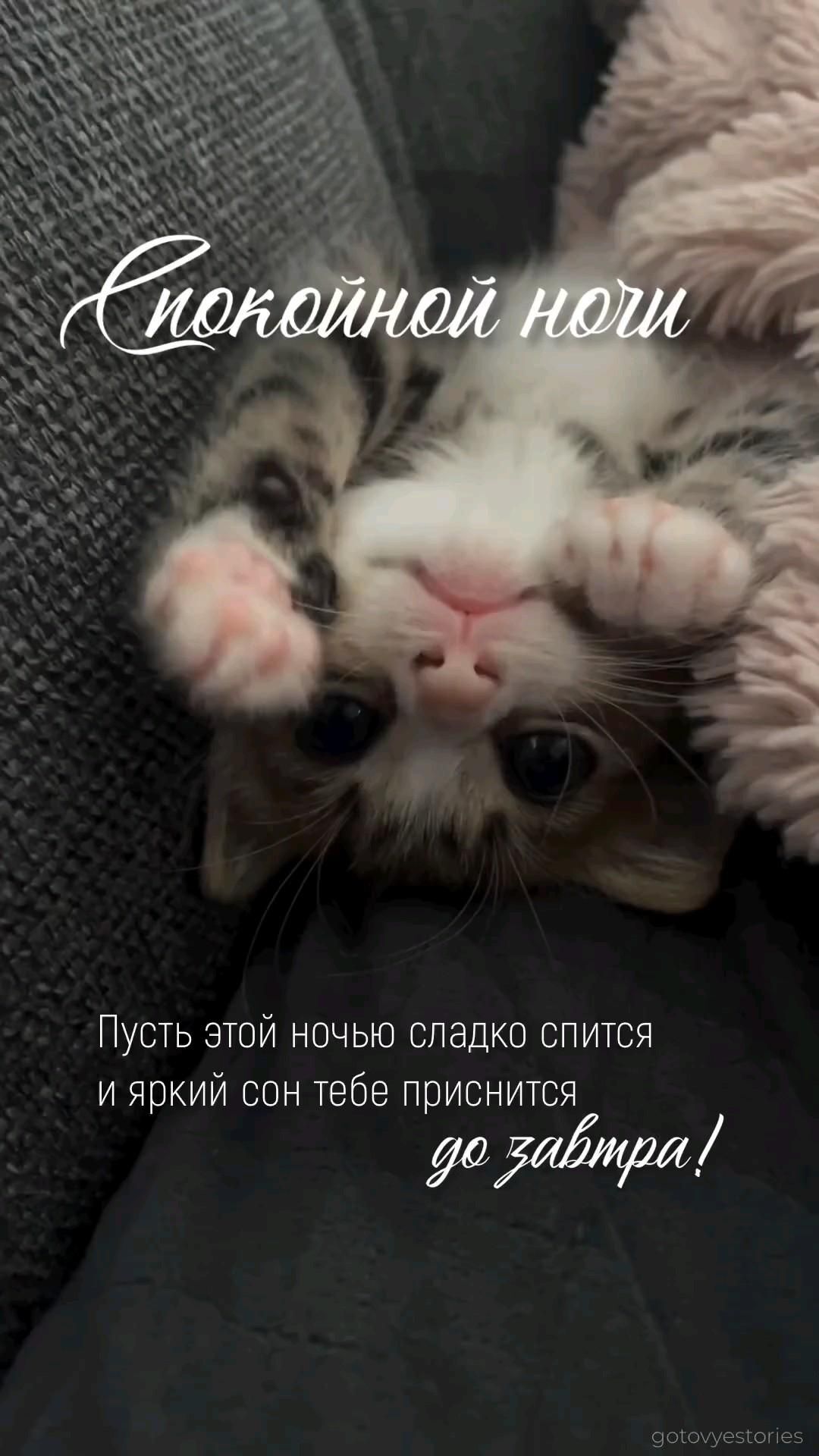 Открытка спокойной ночи. До завтра 💤 a kitten laying on its back with the caption'congratulations now'in russian