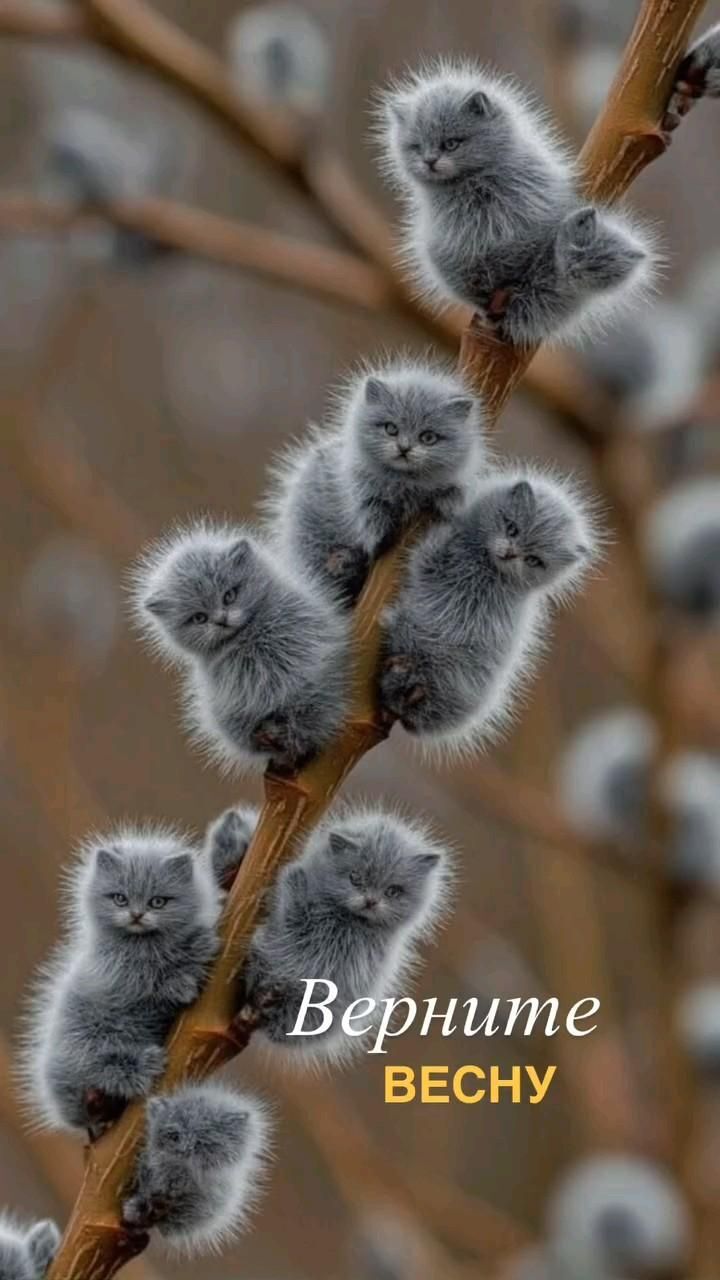 Открытка на Весну. #весна 🙄😉😘 Верните весну! a group of small gray kittens sitting on top of a tree branch next to each other