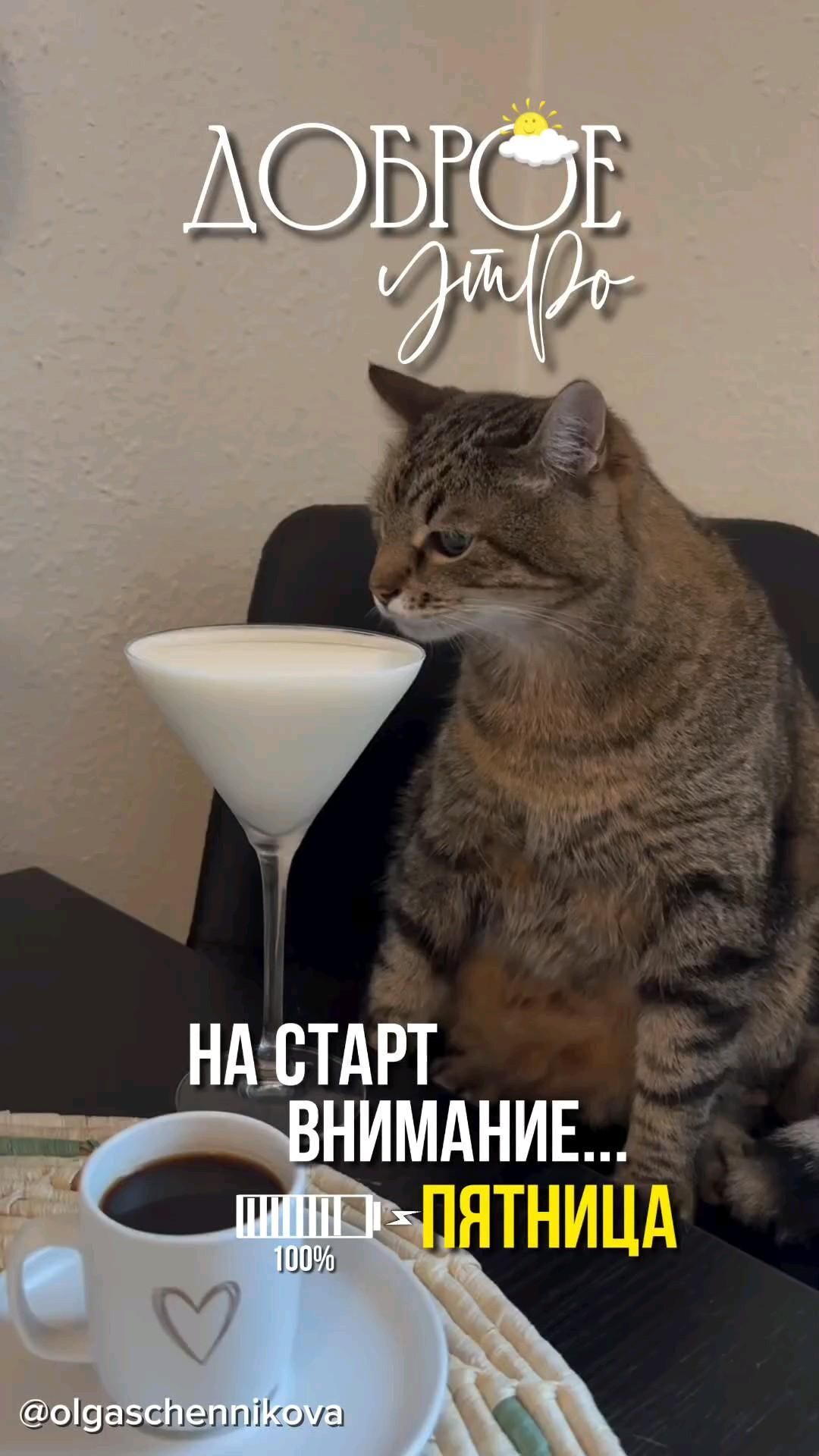 Открытка на пятницу. Доброе утро, пятница a cat sitting on a table next to a cup of coffee and a drink glass