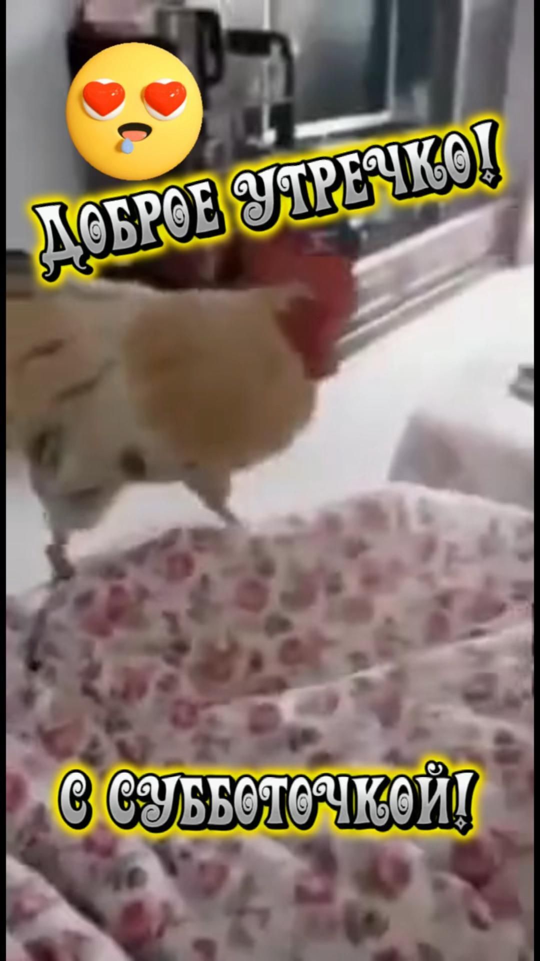Открытка на субботу. Доброе утречко☀️Суббота 💖Позитив 🤣 a small dog standing on top of a bed next to a wall with emoticions