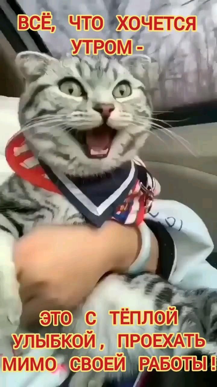 Открытка с добрым утром. a cat with its mouth open sitting in a car. Котик не хочет ехать на работу.
