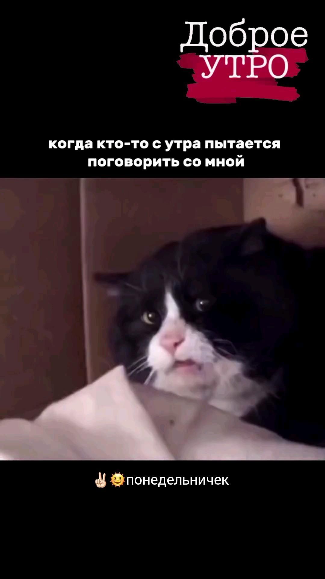 Открытка на понедельник. ✌🏻🤣...🥰 a black and white cat sitting on top of a bed next to a pillow with the caption kora klot - to cytra interector