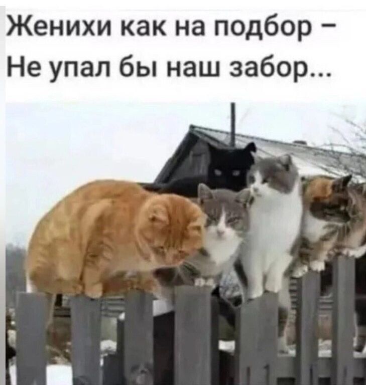 Открытка про кошек, котиков. three cats standing on top of a fence in the snow, one is orange and white