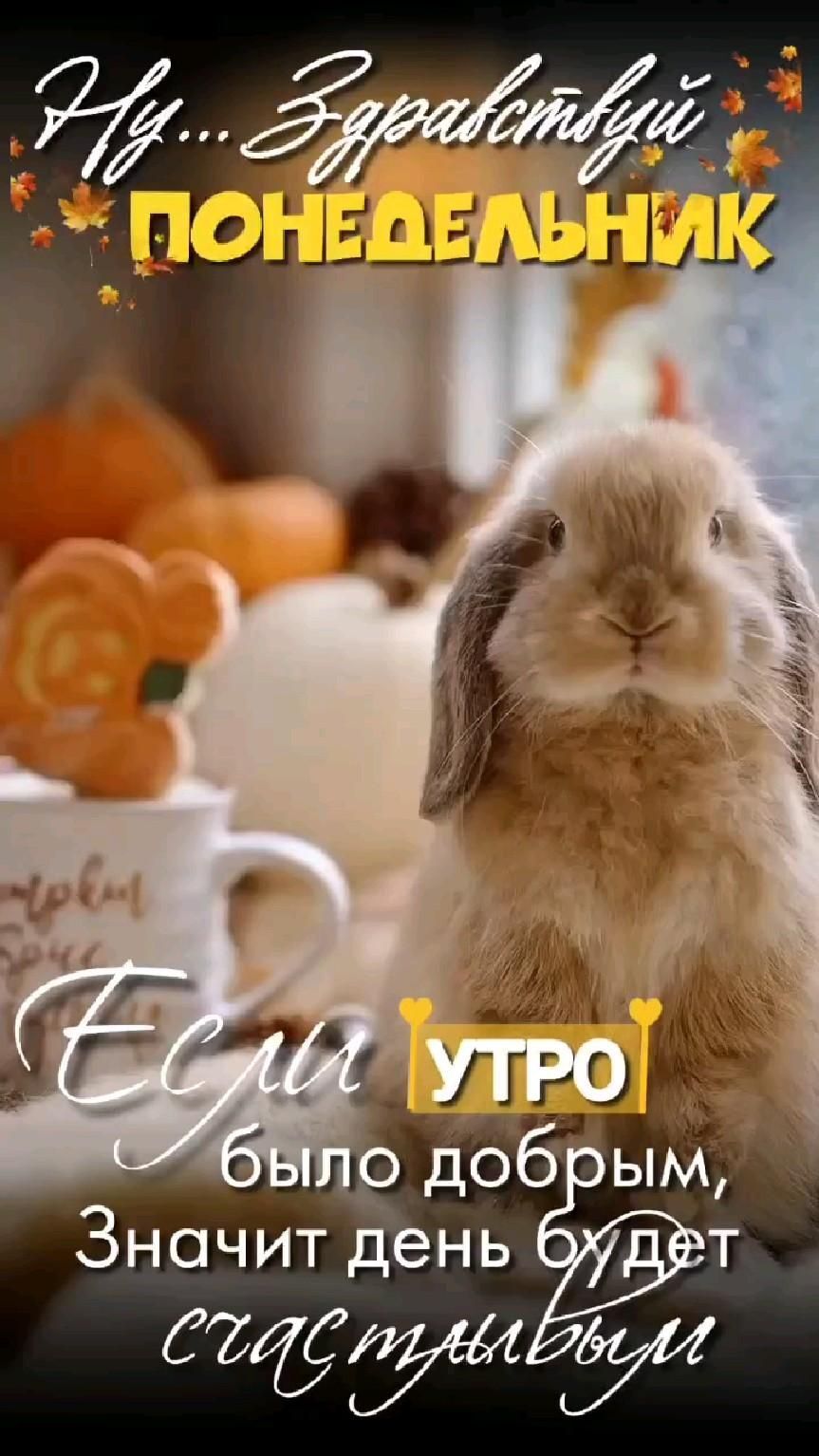 Открытка на понедельник. a rabbit sitting on top of a table next to a cup Открытка на понедельник. a rabbit sitting on top of a table next to a cup