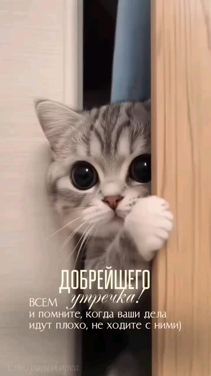 Открытка с добрым утром. a cat peeking out from behind a door with its paws on the handle and head Открытка с добрым утром. a cat peeking out from behind a door with its paws on the handle and head