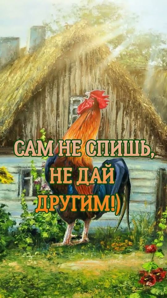 Открытка с добрым утром. Сам не спишь, не дай другим. Петух и деревенский дом. Открытка с добрым утром. Сам не спишь, не дай другим. Петух и деревенский дом.