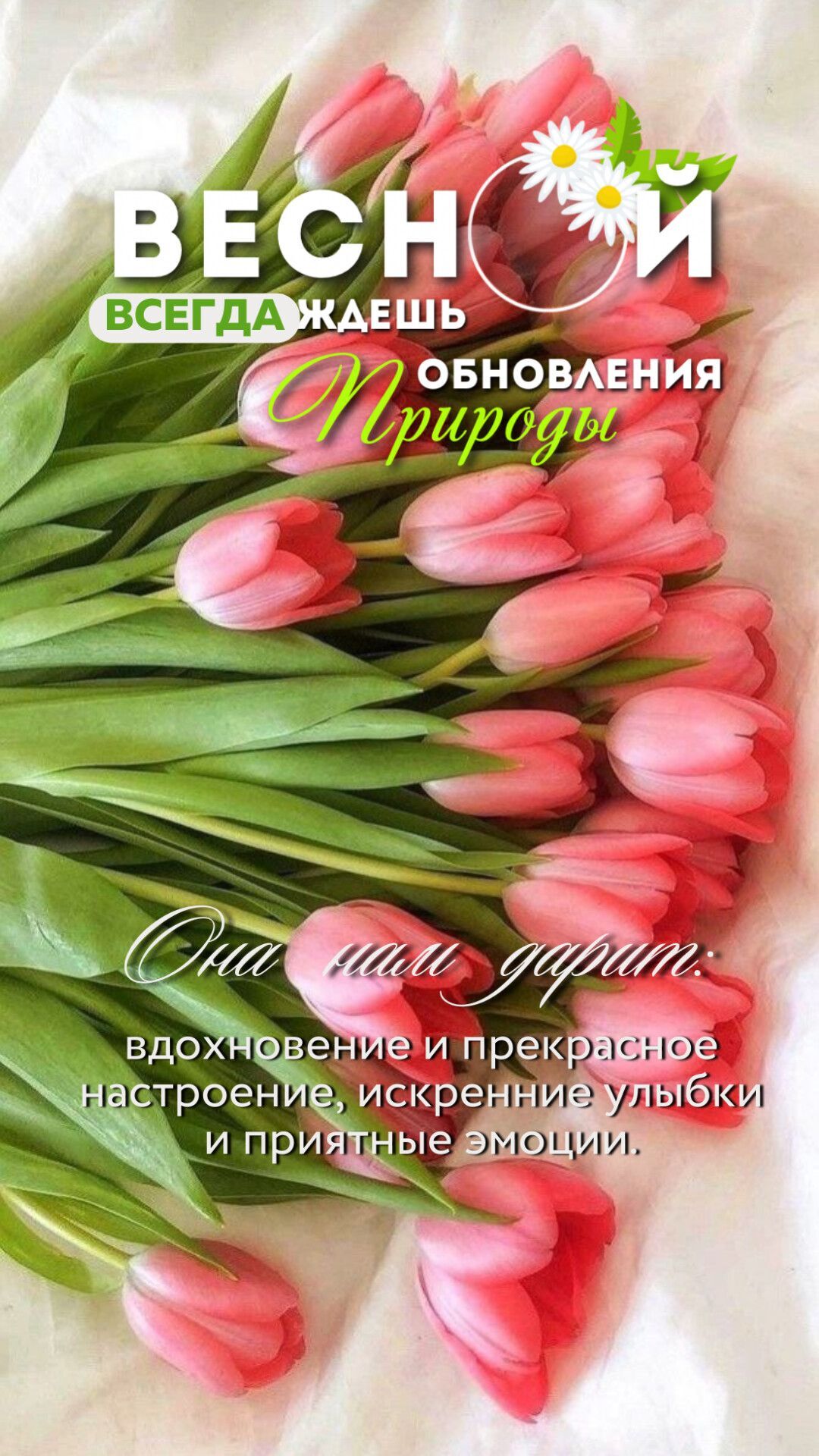 Открытка на Весну. a bunch of pink tulips sitting on top of a white sheet