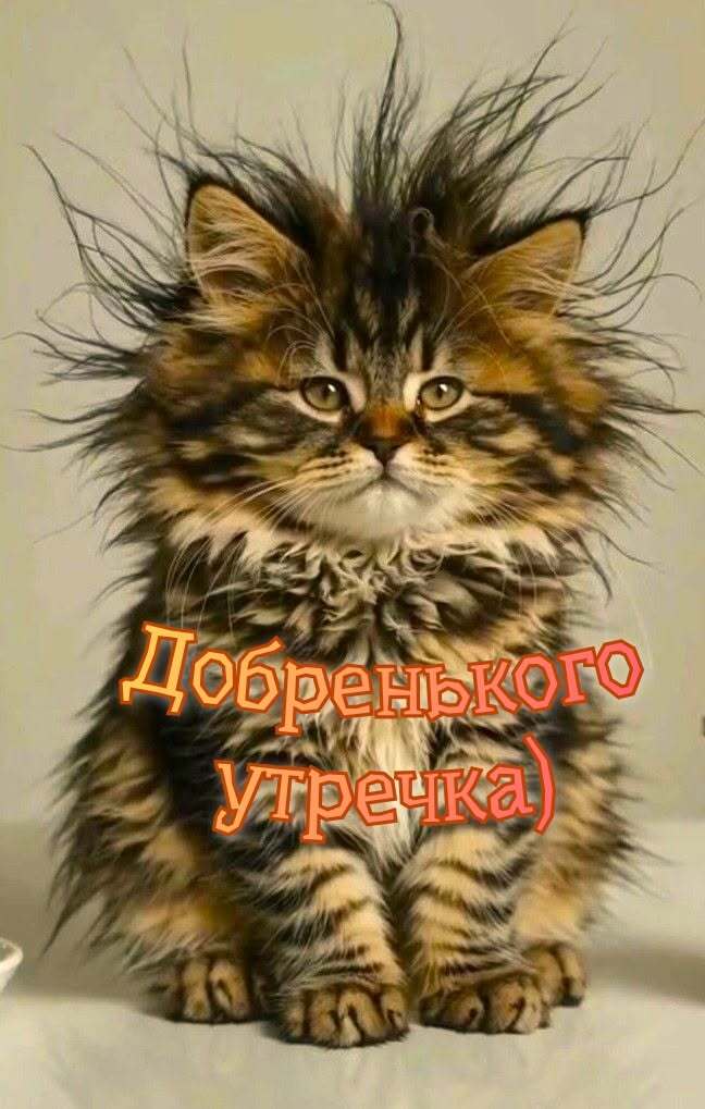 Открытка с добрым утром. Не выспавшийся котик. Добренького утречка.
