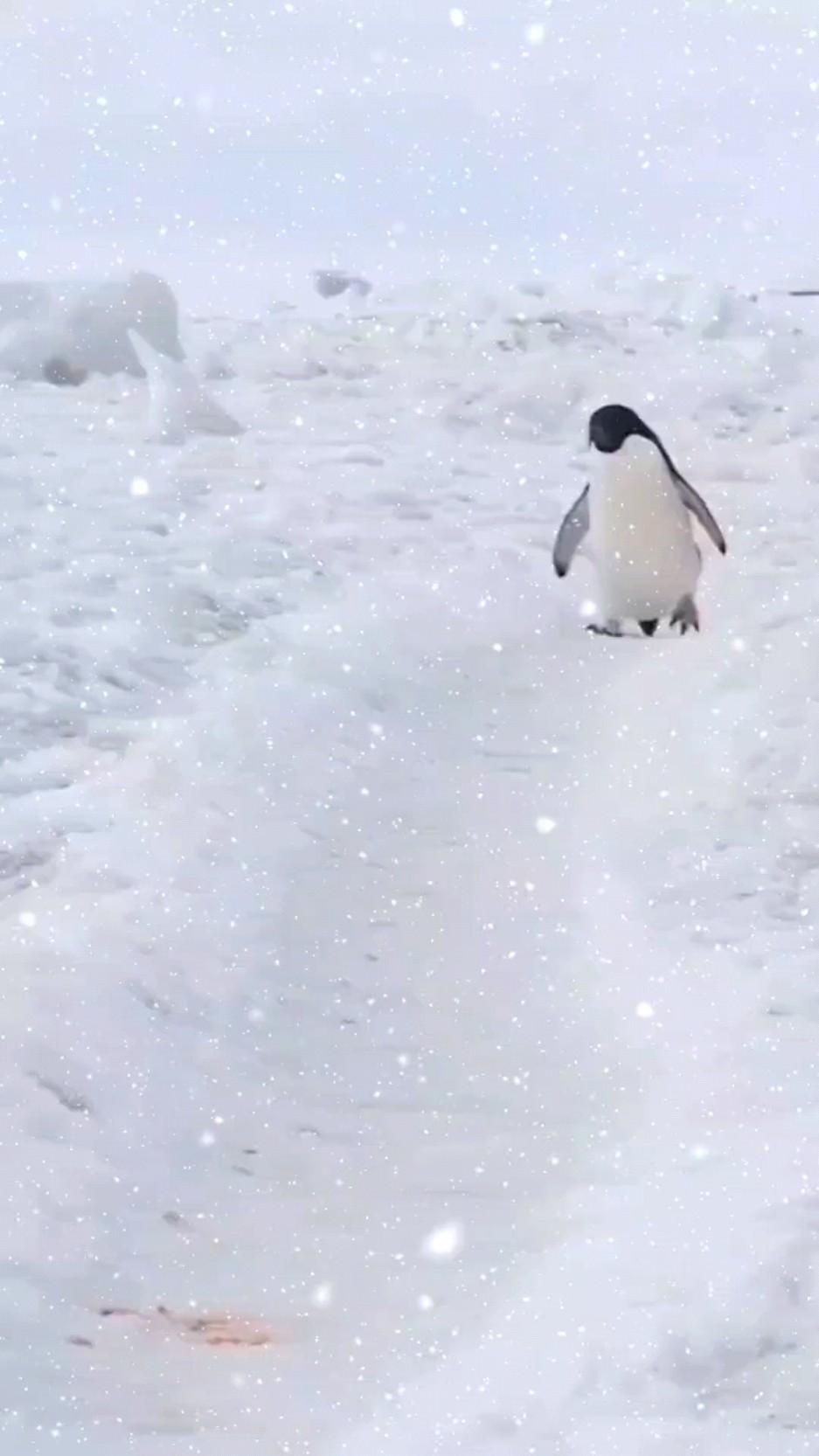 Открытка на Зиму. Без текста. Пингвин на льдине. Доброе утро ❄️❄️ a penguin is walking through the snow