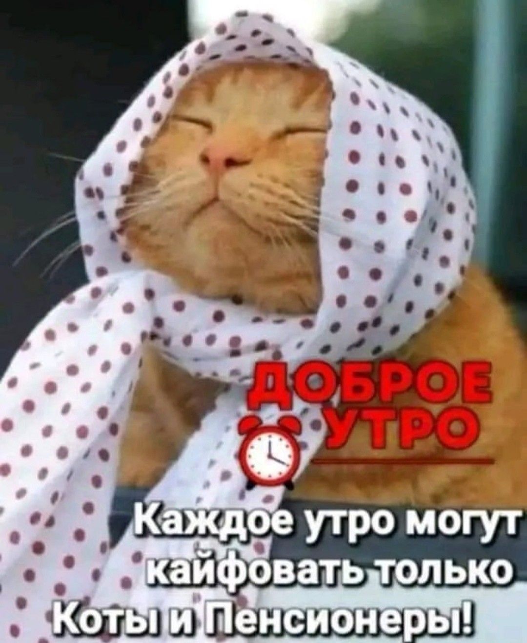 Открытка с добрым утром. Котик в косынке. Каждое утро могут кайфовать только коты и пенсионеры!