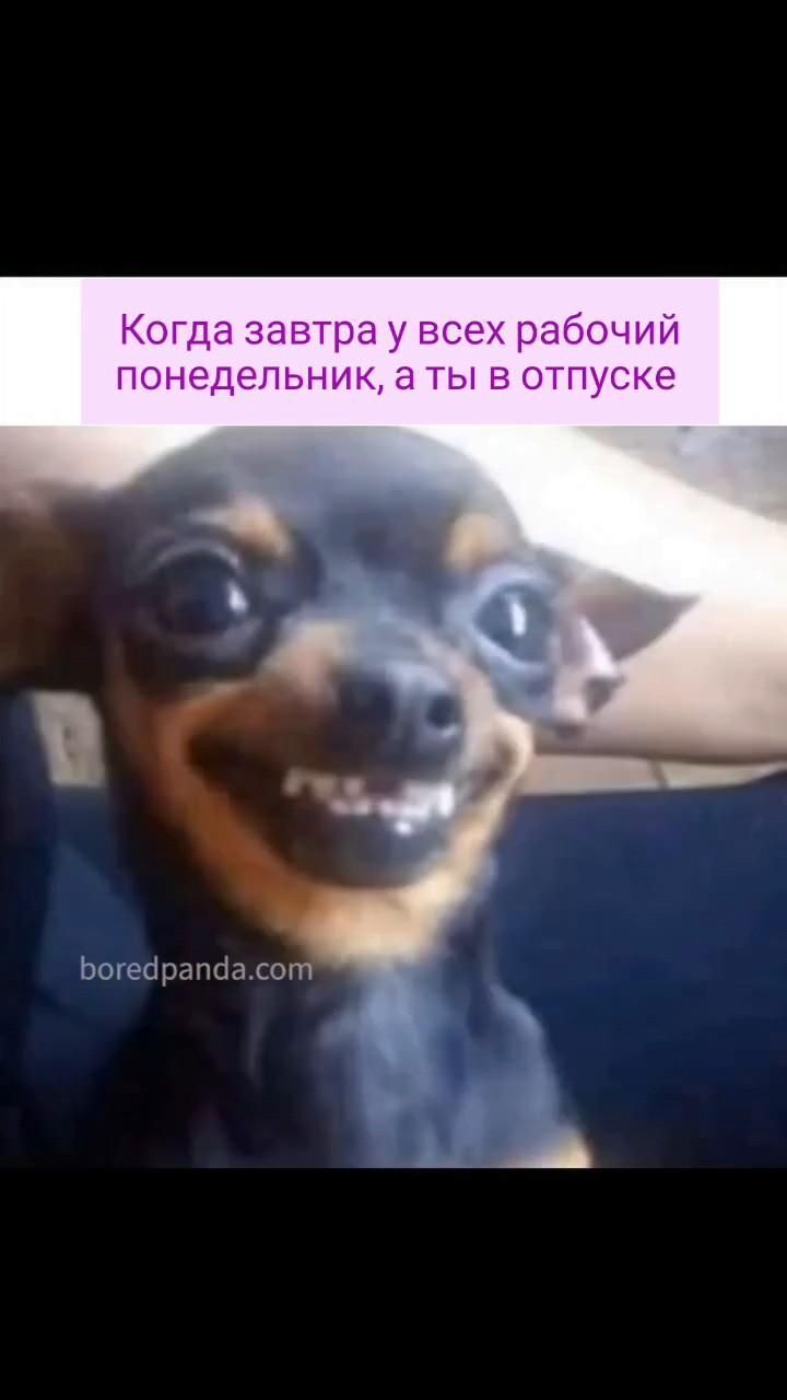Открытка с пожеланиями Хорошего Отпуска. Когда завтра у всех рабочий понедельник, а ты в отпуске. a small dog sitting in the back seat of a car with it's tongue hanging out