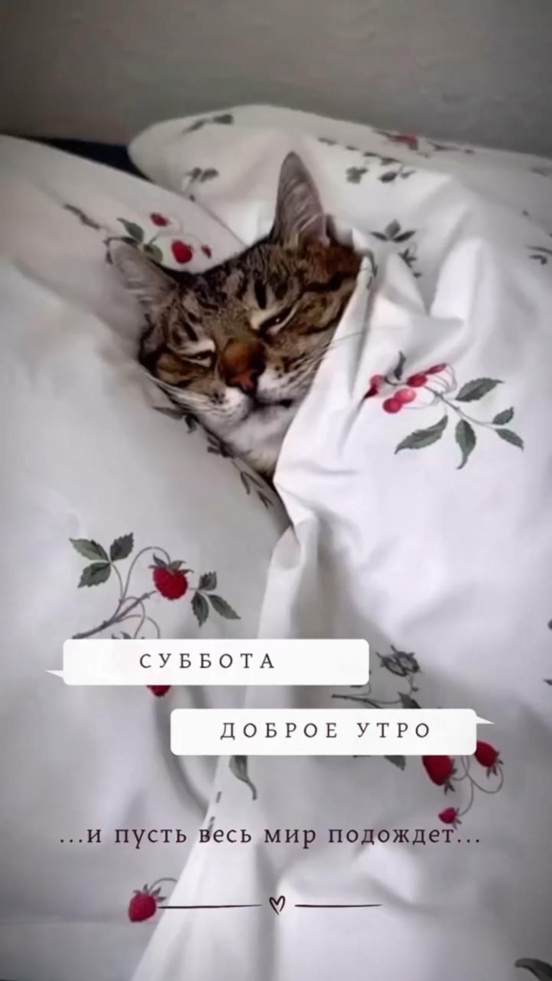 Открытка на субботу. a cat is laying in bed under the covers