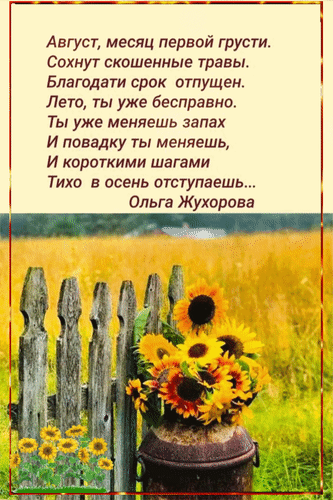 Поэтичная открытка с подсолнухами и стихами Ольги Жухоровой об августе. Атмосфера уходящего лета, золотых полей и легкой осенней грусти. Анимированная открытка Август, месяц первой грусти. Сохнут скошенные травы. Благодати срок отпущен. Изображение с вдохновляющей поэзией Ольги Жухоровой об августе. На фоне живописного золотистого поля и старого деревянного забора изображен букет ярких подсолнухов в глиняном горшке. Стихотворение передает меланхоличное и прекрасное настроение уходящего лета, перехода от тепла к первой осенней грусти