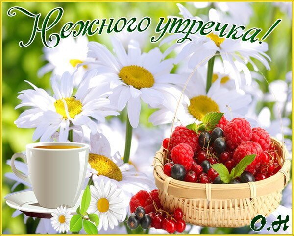 Поздравительная открытка «Нежного утречка!» с белыми ромашками, чашкой кофе и корзиной спелых ягод. Прекрасное пожелание доброго утра для близких. Открытка Нежного утречка! Красивая поздравительная открытка с пожеланием «Нежного утречка!». На изображении представлены нежные белые ромашки с желтой сердцевиной, чашка ароматного кофе или чая на блюдце и корзинка со свежими ягодами: малиной и красной смородиной