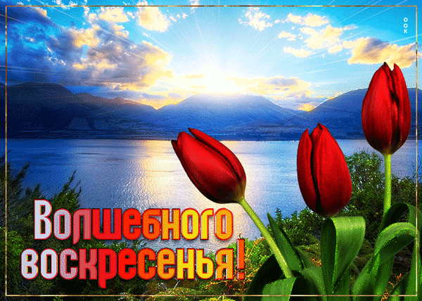 Пасхальная открытка с красными тюльпанами и пейзажем озера и гор. Надпись: «Волшебного воскресенья!». Красивое весеннее поздравление. Анимированная открытка Воскресенье Красивая поздравительная открытка к Пасхе с изображением трех ярко-красных тюльпанов на переднем плане. На заднем фоне — живописный пейзаж: спокойное озеро, горы и яркое солнце, пробивающееся сквозь облака во время рассвета или заката. На картинке расположена крупная надпись на русском языке: Волшебного воскресенья!