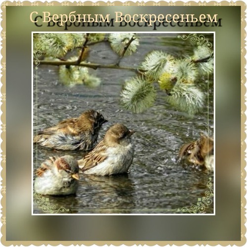 Поздравительная открытка «С Вербным Воскресеньем» с милыми птицами и ветками вербы в декоративной рамке. Красивое праздничное изображение для поздравлений. Открытка С Вербным Воскресеньем Красивая поздравительная открытка к Вербному воскресенью. На изображении запечатлены милые птицы, плавающие на воде, и ветки вербы с пушистыми котиками на фоне. Изображение оформлено в декоративную рамку с золотистым орнаментом и содержит надпись на русском языке: «С Вербным Воскресеньем»