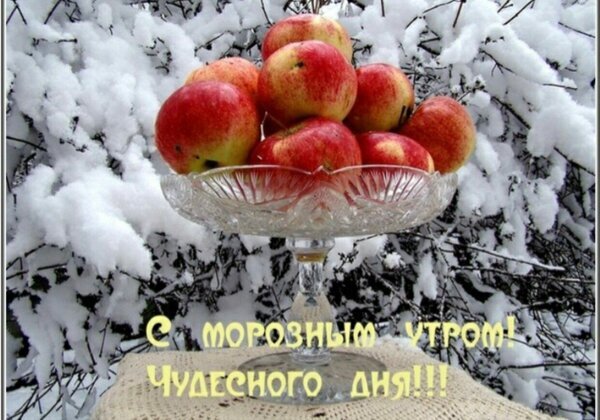 Поздравление с морозным утром: спелые красные яблоки в вазе на фоне снега. Надпись: «С морозным утром! Чудесного дня!!!». Зимнее пожелание доброго утра. Открытка С морозным утром! Чудесного дня!!! Красивое праздничное изображение с красными спелыми яблоками в стеклянной вазе на фоне заснеженного кустарника. На картинке размещена поздравительная надпись на русском языке: 