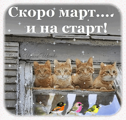 Милые рыжие котята и надпись «Скоро март... и на старт!». Весенняя GIF-анимация для позитивного настроения и поздравлений с началом марта. Анимированная открытка Скоро весна! Милая и позитивная GIF-анимация с четырьмя рыжими котятами, смотрящими в окно. На изображении расположен вдохновляющий текст на русском языке: «Скоро март... и на старт!». Картинка украшена сверкающими искрами и маленькими птичками в нижней части кадра
