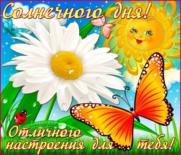 Яркая открытка с ромашкой, бабочками и улыбающимся солнцем. Пожелание солнечного дня и отличного настроения для близких и друзей. Открытка Солнечного дня! Отличного настроения для тебя! Яркая и позитивная праздничная открытка, созданная для поднятия настроения. На изображении крупным планом изображена белоснежная ромашка с каплями росы, рядом с которой порхают красивые оранжевые и розовые бабочки. В углу радостно улыбается мультяшное солнце на фоне голубого неба с облаками. Внизу расположена теплая надпись на русском языке: «Отличного настроения для тебя!», а сверху — «Солнечного дня!»