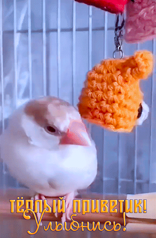 Открытка привет. a small white bird in a cage with an orange object hanging from it's beak Открытка привет. a small white bird in a cage with an orange object hanging from it's beak