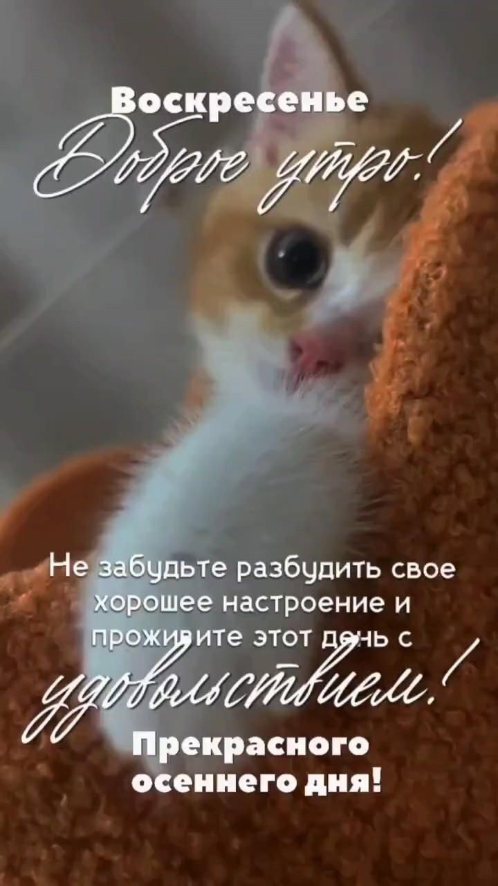 Открытка на воскресенье. Доброе утро 🍂🍂🍂 an orange and white kitten laying on top of a brown blanket with words above it