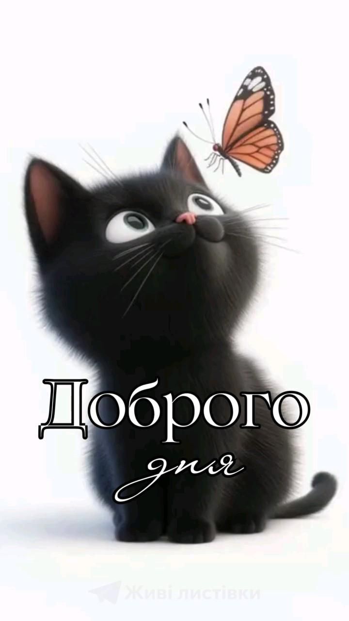 Открытка хорошего дня и настроения. Милый котенок с бабочкой.