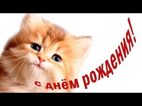 Открытка с Днем рождения с котиками.
