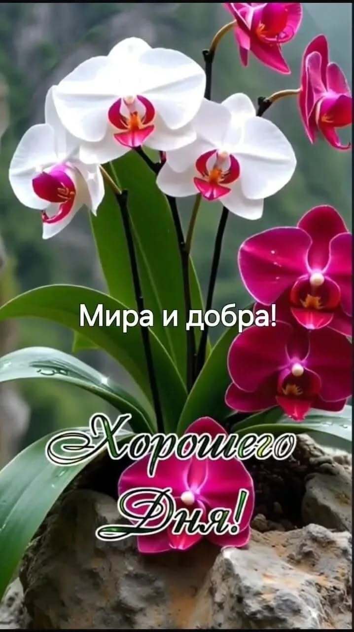 Открытка хорошего дня и настроения. Мира и добра!