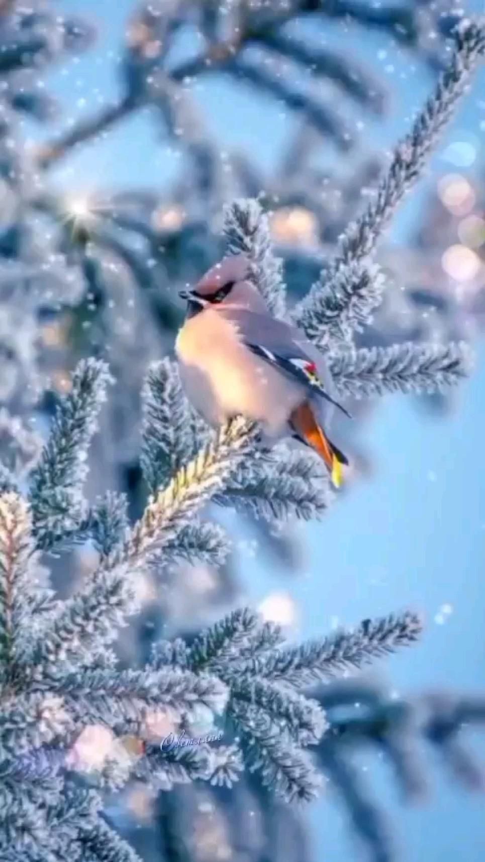 Открытка на Зиму. Доброго четверга! a small bird perched on top of a tree branch covered in ice and snowflakes