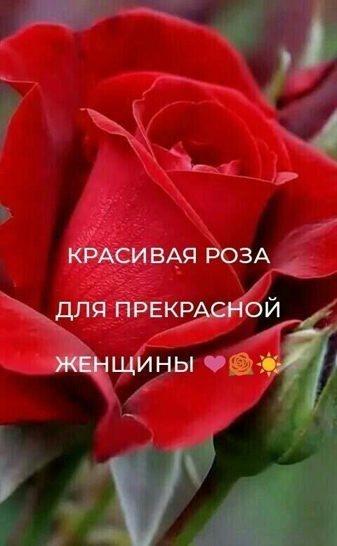 Открытка с днем рождения женщине. a close up of a red rose with the words in russian Открытка с днем рождения женщине. a close up of a red rose with the words in russian