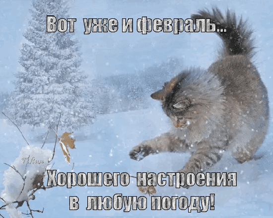 Зимняя картинка с котом: «Вот уже и февраль... Хорошего настроения в любую погоду!». Смешной мем для поднятия настроения в феврале и зимой. Анимированная открытка Вот уже и февраль... Смешная зимняя картинка-мем с пушистым серым котом в заснеженном лесу. На изображении наложен текст на русском языке: «Вот уже и февраль... Хорошего настроения в любую погоду!». Идеально подходит для зимнего приветствия, поздравления с февралем и поднятия настроения в холодную погоду