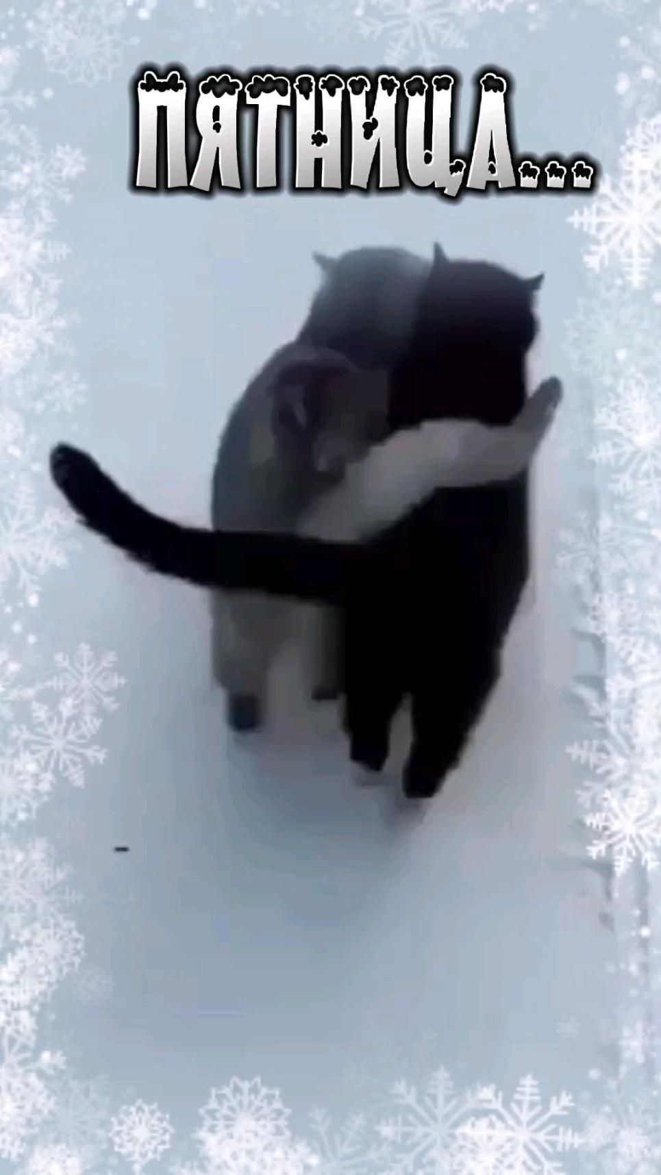 Открытка на пятницу. ПЯТНИЦА...удалась)))) two black and white cats playing together in the snow with text overlay that reads, i amnhrri