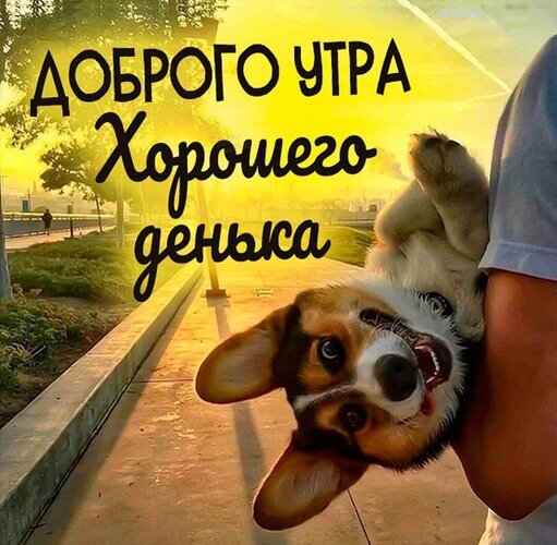 Милая открытка с корги: «Доброго утра, хорошего денька!». Солнечная картинка с веселым щенком для позитивного настроения и добрых пожеланий. Открытка Доброго утра! Хорошего денька! Красочная открытка с пожеланием доброго утра и хорошего дня. На изображении запечатлен милый и веселый щенок корги, которого человек держит на руках. Фон представляет собой залитую солнечным светом парковую аллею в утренние часы, создающую теплую и позитивную атмосферу. Крупный черный текст на русском языке гласит: «ДОБРОГО УТРА, Хорошего денька»