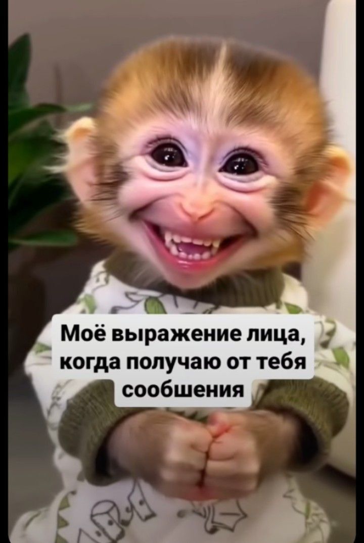 Открытка привет. Обезьянка. Мое выражение лица, когда получаю от тебя сообщения.