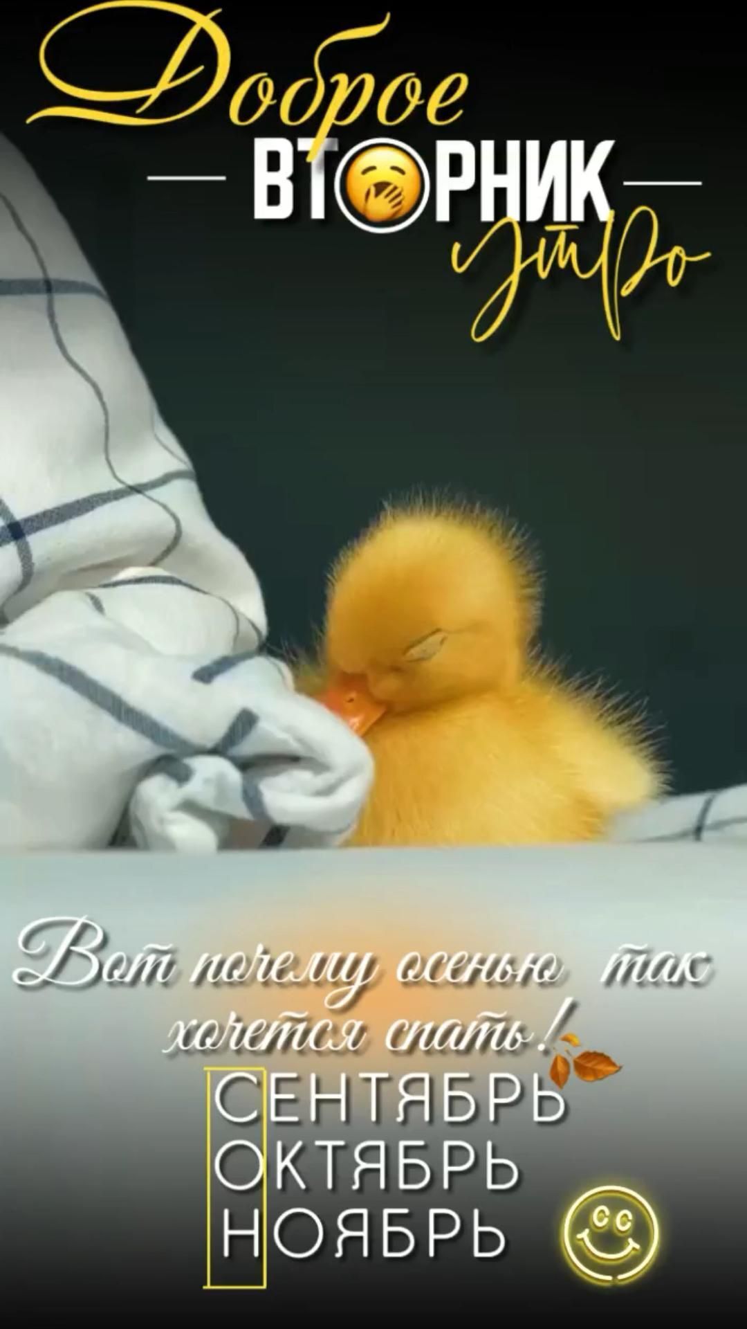 Открытка на осенний вторник. #доброеутро #мемы #юмор #утенок Доброе утро a small yellow duck sitting on top of a bed