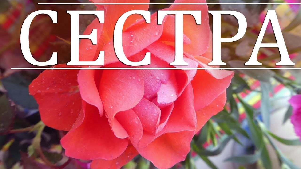 Открытка с днем рождения сестра. Просто надпись СЕСТРА на фоне цветка.