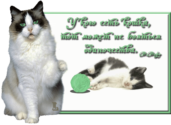 Милая картинка с котами и цитатой о том, что с котиком не страшно одиночество. Идеально для любителей кошек и душевных открыток. Анимированная открытка У кого есть котик тот может не боятся одиночества Изображение с милыми котами и вдохновляющей цитатой на русском языке. На картинке изображен крупный черно-белый кот, сидящий в величественной позе, и маленький котенок, играющий с зеленым клубком ниток. Текст гласит: «У кого есть котик, тот может не бояться одиночества». Это трогательная открытка, идеально подходящая для любителей животных, соцсетей и выражения душевного тепла