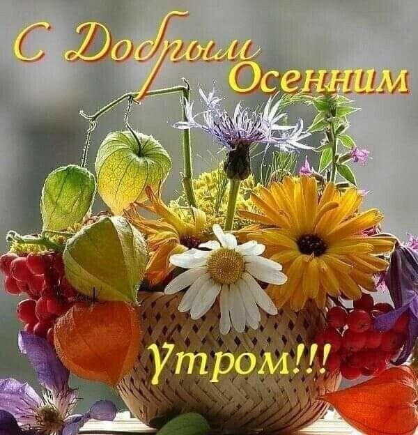 Красивая осенняя открытка с букетом цветов, ягодами смородины и физиалисом. Надпись: «С Добрым Осенним Утром!!!». Яркое и теплое поздравление. Открытка С добрым осенним утром!!! Яркая осенняя открытка с пожеланием доброго утра. В центре композиции — пышный букет из золотистых гербер, белой ромашки, фиолетовых полевых цветов и спелых ягод красной смородины. Декоративным элементом служат декоративные плоды физиалиса (китайского фонарика) в теплых оранжевых и желтых тонах. На фоне — мягкий осенний свет. Сверху на картинке золотистая каллиграфическая надпись на русском языке: «С Добрым Осенним Утром!!!»