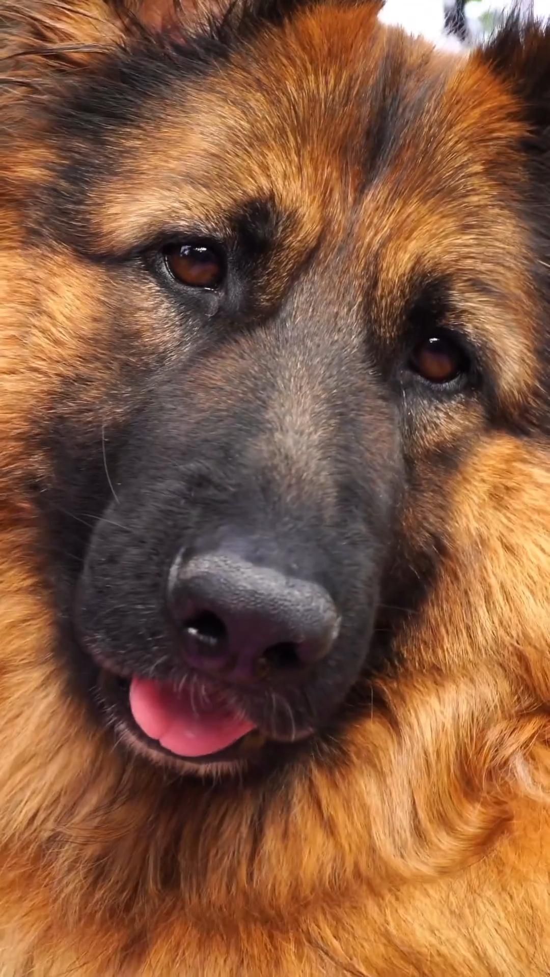 Пожелания на каждый день. a large brown and black dog with its tongue out