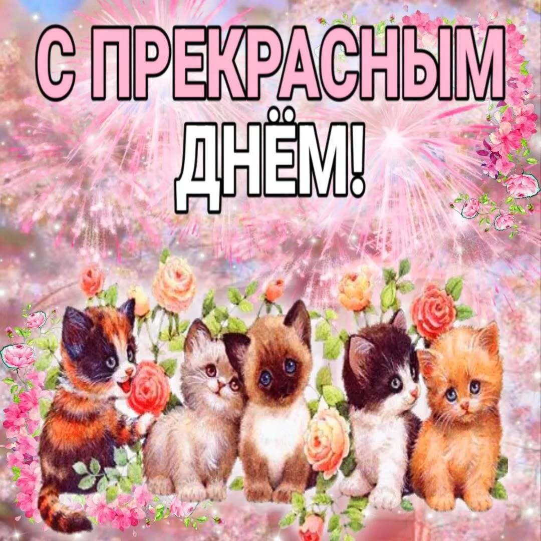 Открытка про кошек, котиков. Поздравление a group of kittens sitting next to each other on top of a pink background