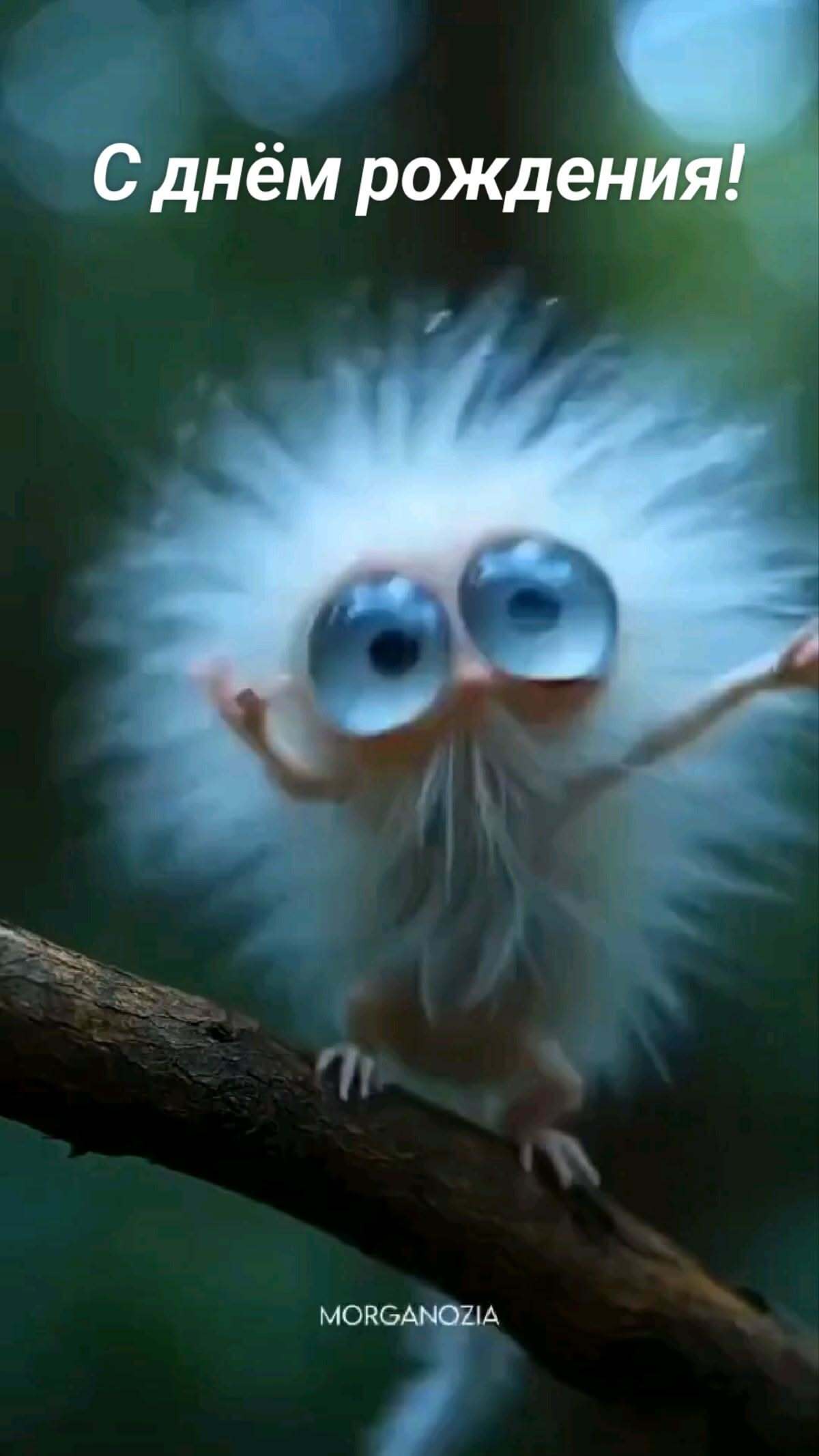 Открытка с днем рождения. С днем рождения! a small white animal with blue eyes on a branch Открытка с днем рождения. С днем рождения! a small white animal with blue eyes on a branch