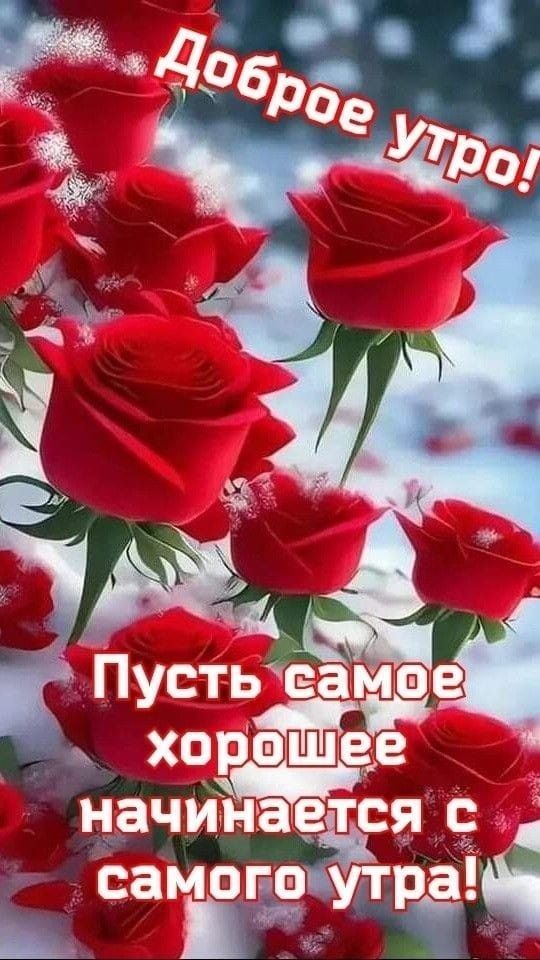 Открытка с добрым зимним утром. Яркие красные розы в снегу.