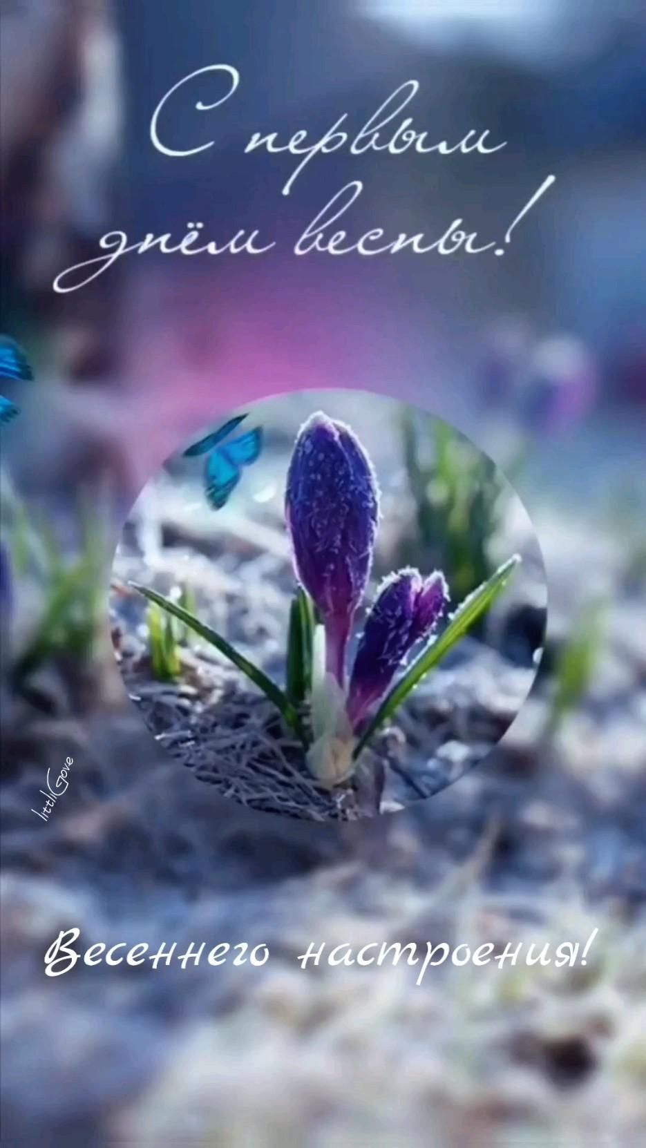 Открытка на первый день весны. a purple flower is sitting in the dirt